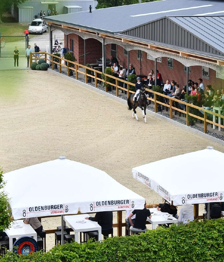 derby community oldenburger reitveren